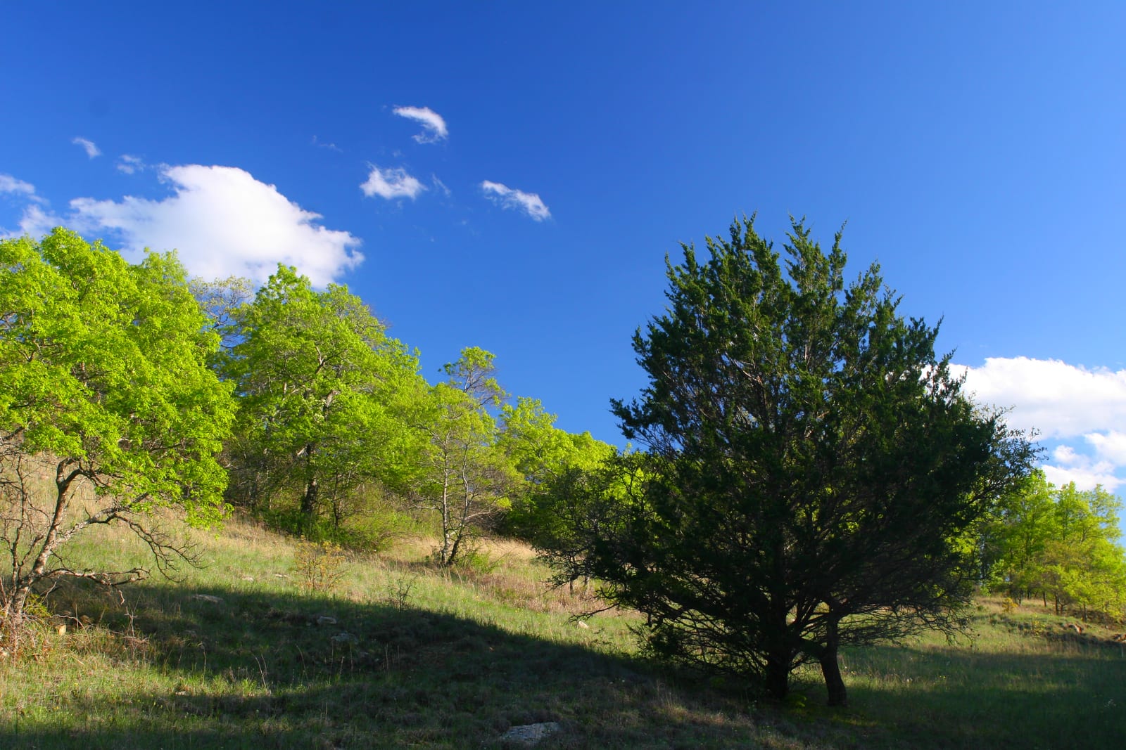 A hillside in the Lyndon B. Johnson National Grassland northwest of Denton, Texas