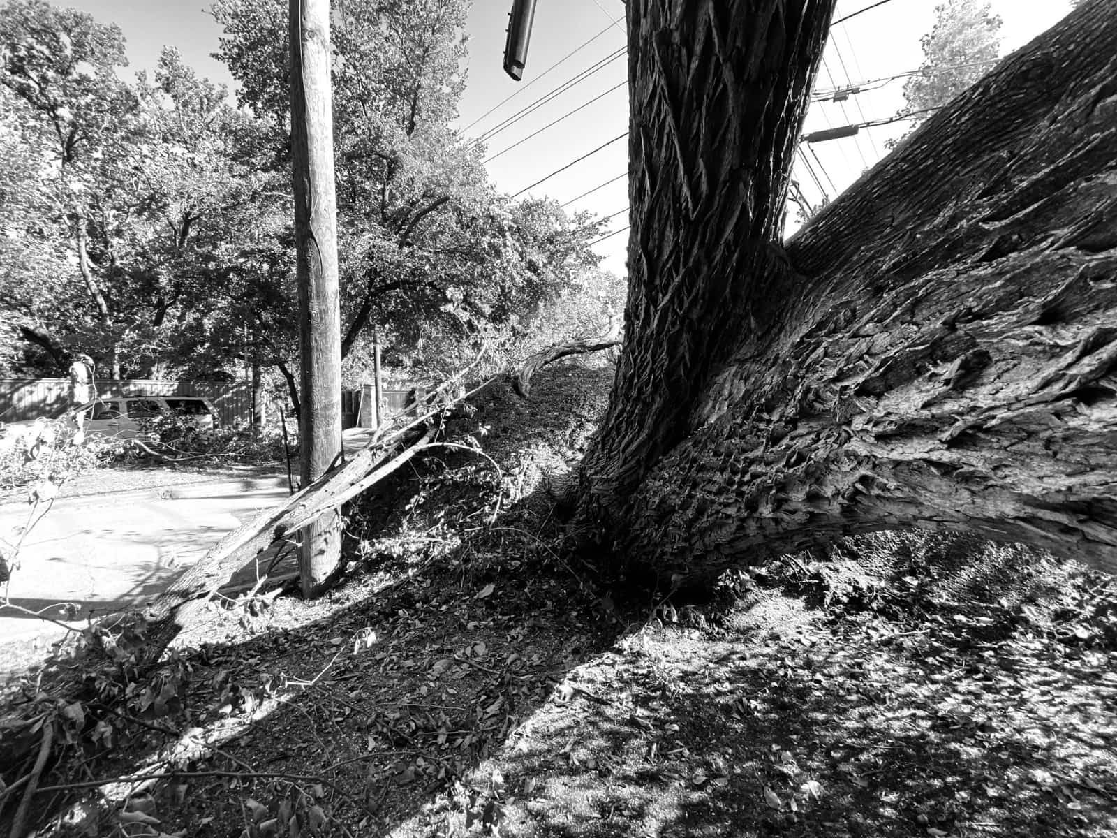A tree damaged after a tornado in the Preston Hollow neighborhood of Dallas